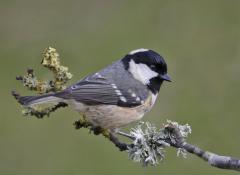 Coal Tit Matley